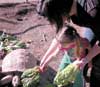 phs tortoises
